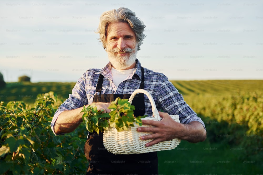 Con il cestino in mano. Uomo anziano alla moda con i capelli grigi e la barba sul campo agricolo con il raccolto.