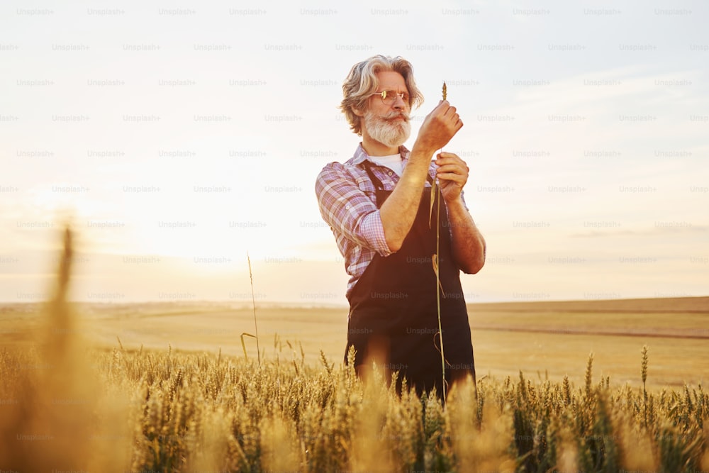 Beautiful sunlight. Senior stylish man with grey hair and beard on the agricultural field with harvest.