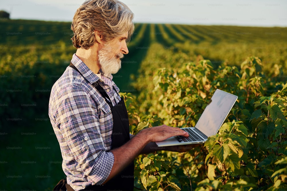 Con il laptop in mano. Uomo anziano alla moda con i capelli grigi e la barba sul campo agricolo con il raccolto.
