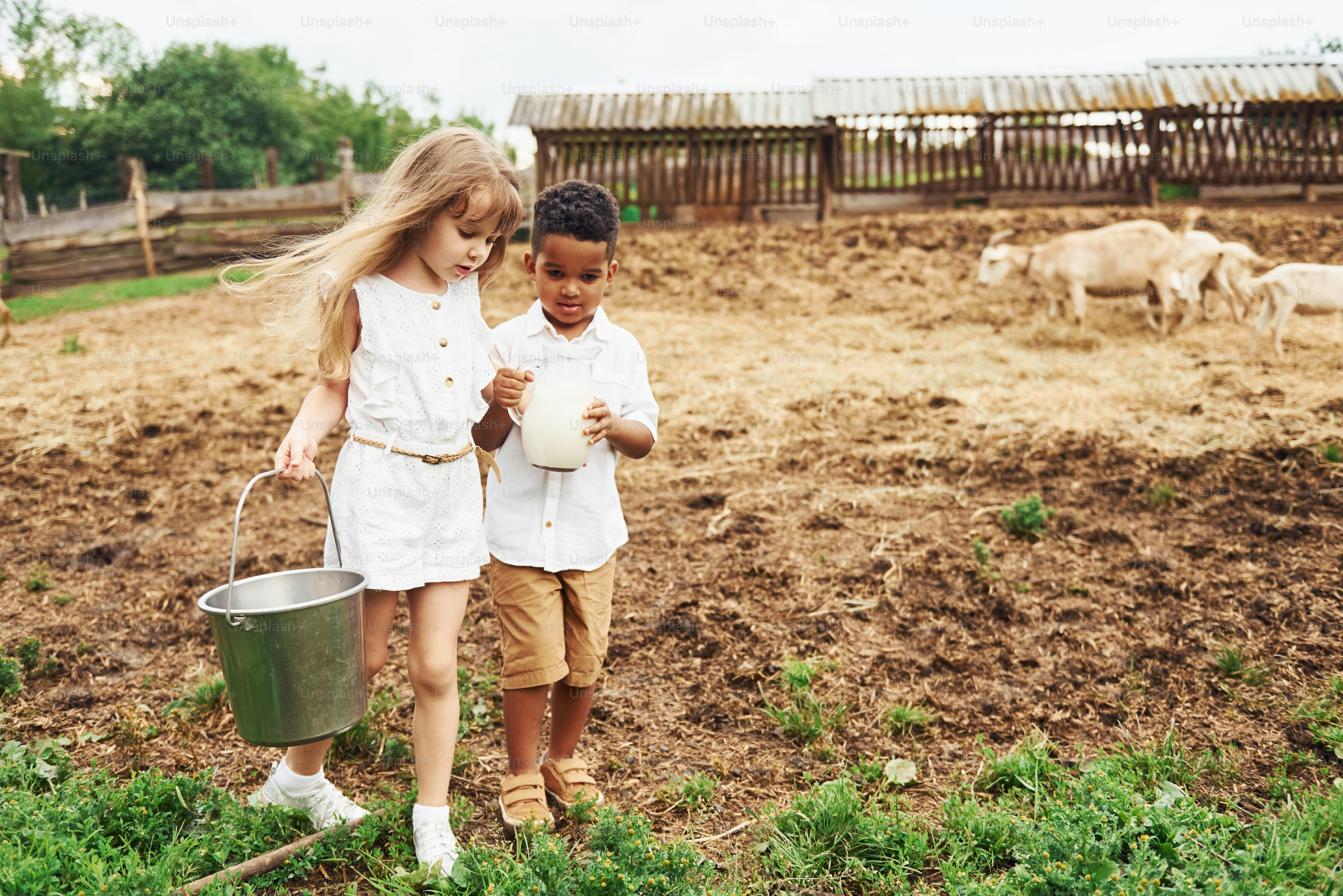 Holding milk. Cute little african american boy with european girl is on the farm