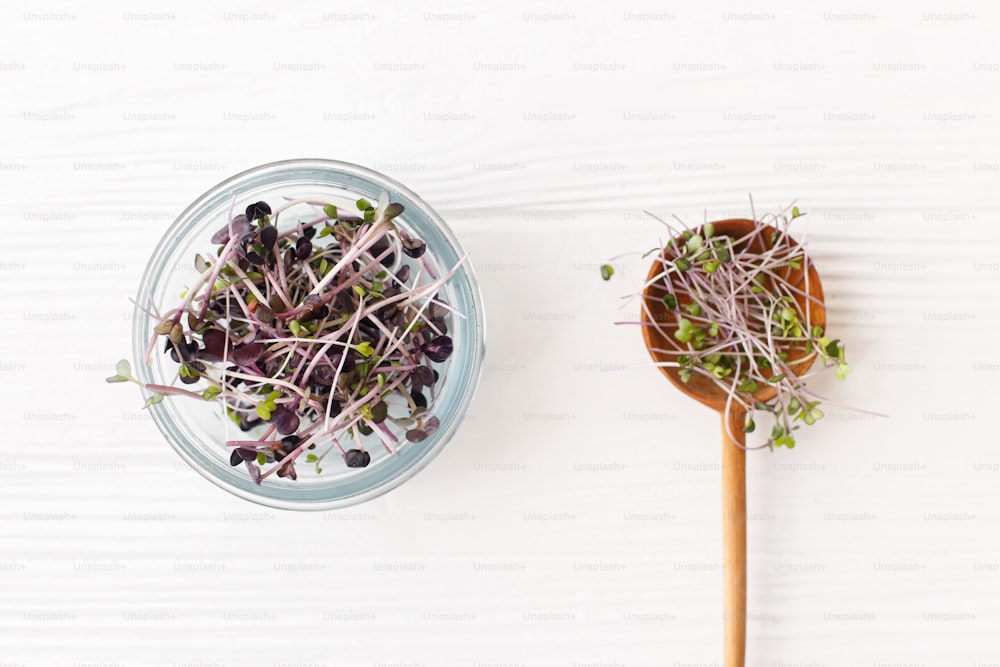 Glass jar with fresh red radish sprouts and stylish spoon with red cabbage sprouts on white wood, top view. Red sango and kohlrabi microgreen sprouts. Growing microgreens at home