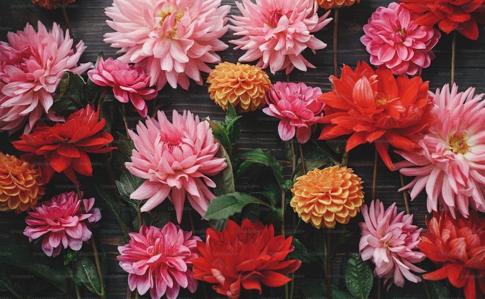 Composition colorée de fleurs de dahlias rouges, roses et oranges sur une pose plate en bois rustique. Carte florale. Beau fond d’écran d’automne. Fleurs d’automne sur fond en bois foncé. Joyeuses fêtes.