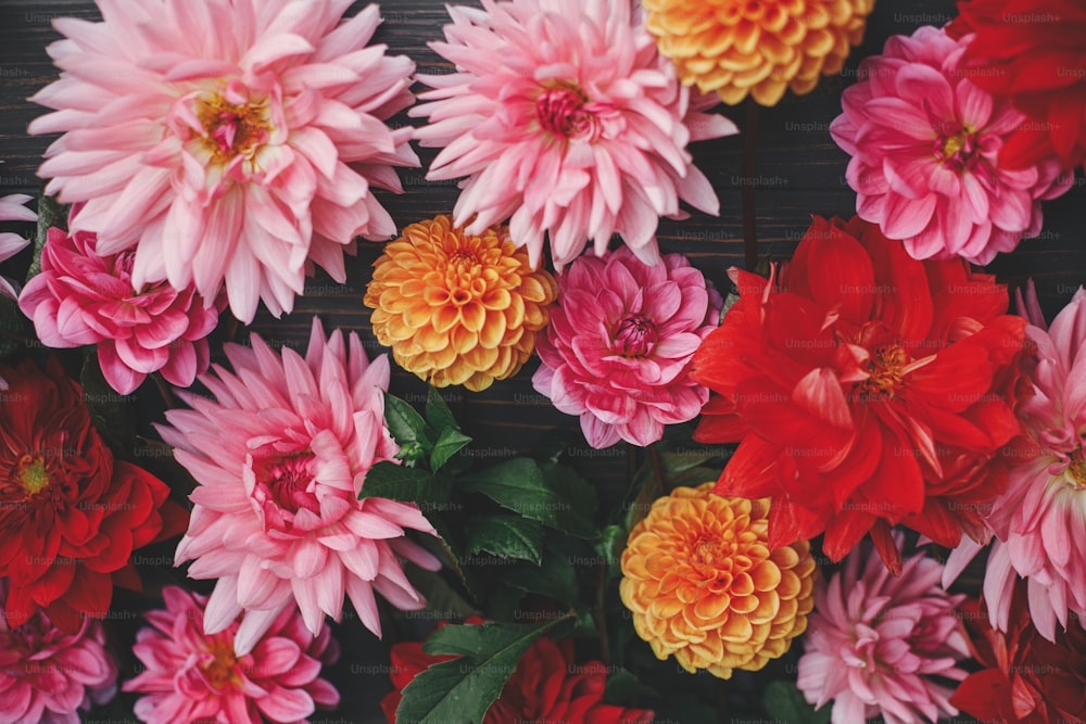 Bunte rote, rosa und orange Dahlienblüten Komposition auf rustikalem Holz flach legen. Blumenkarte. Schöne Herbsttapete. Herbstblumen auf dunklem Holzhintergrund. Frohe Festtage.