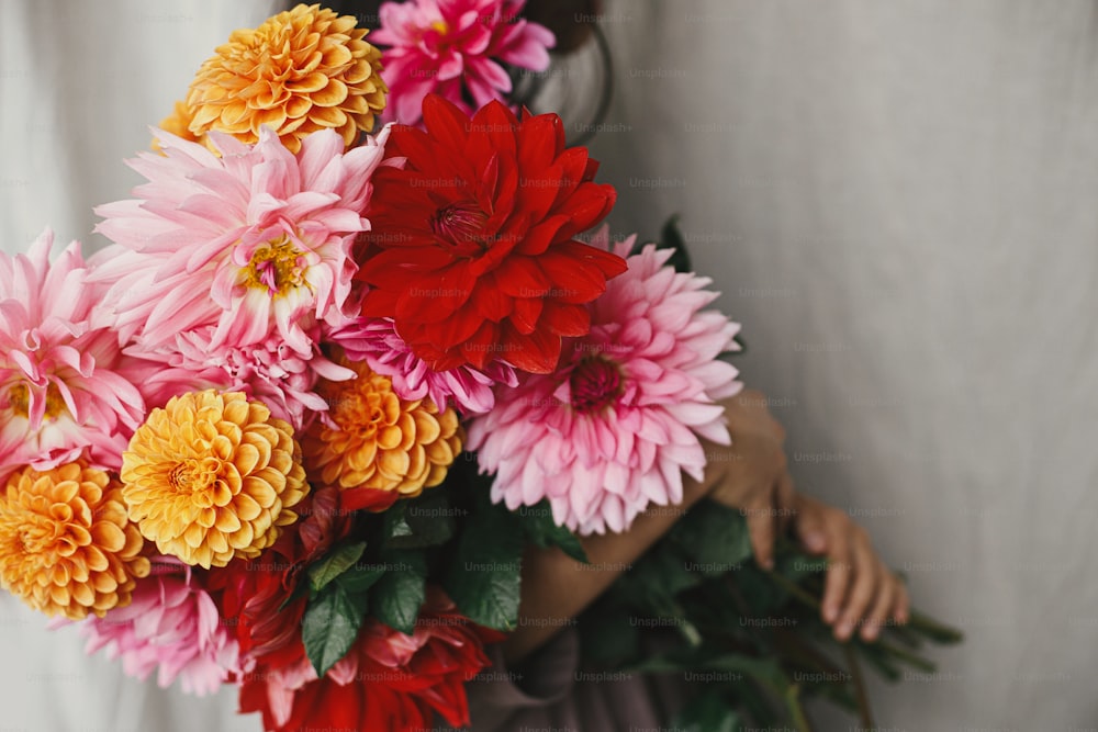 Beautiful colorful dahlias flowers in woman hands close up in rustic room. Florist in linen dress hiding behind beautiful autumn bouquet. Atmospheric aesthetic image. Autumn season in countryside