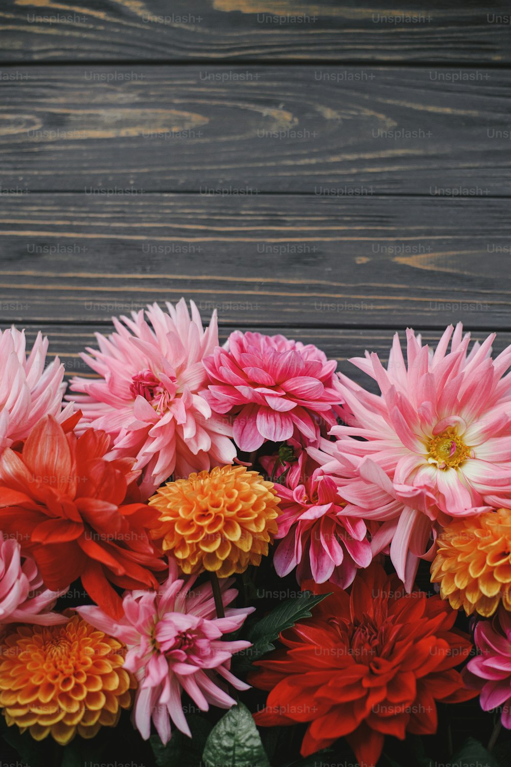 Las flores de otoño sobre fondo de madera rústico planas yacen con espacio para el texto. Plantilla de tarjeta de felicitación de temporadas. Hermosas flores frescas de dalias rojas, rosadas y naranjas en mesa oscura. Otoño en el campo