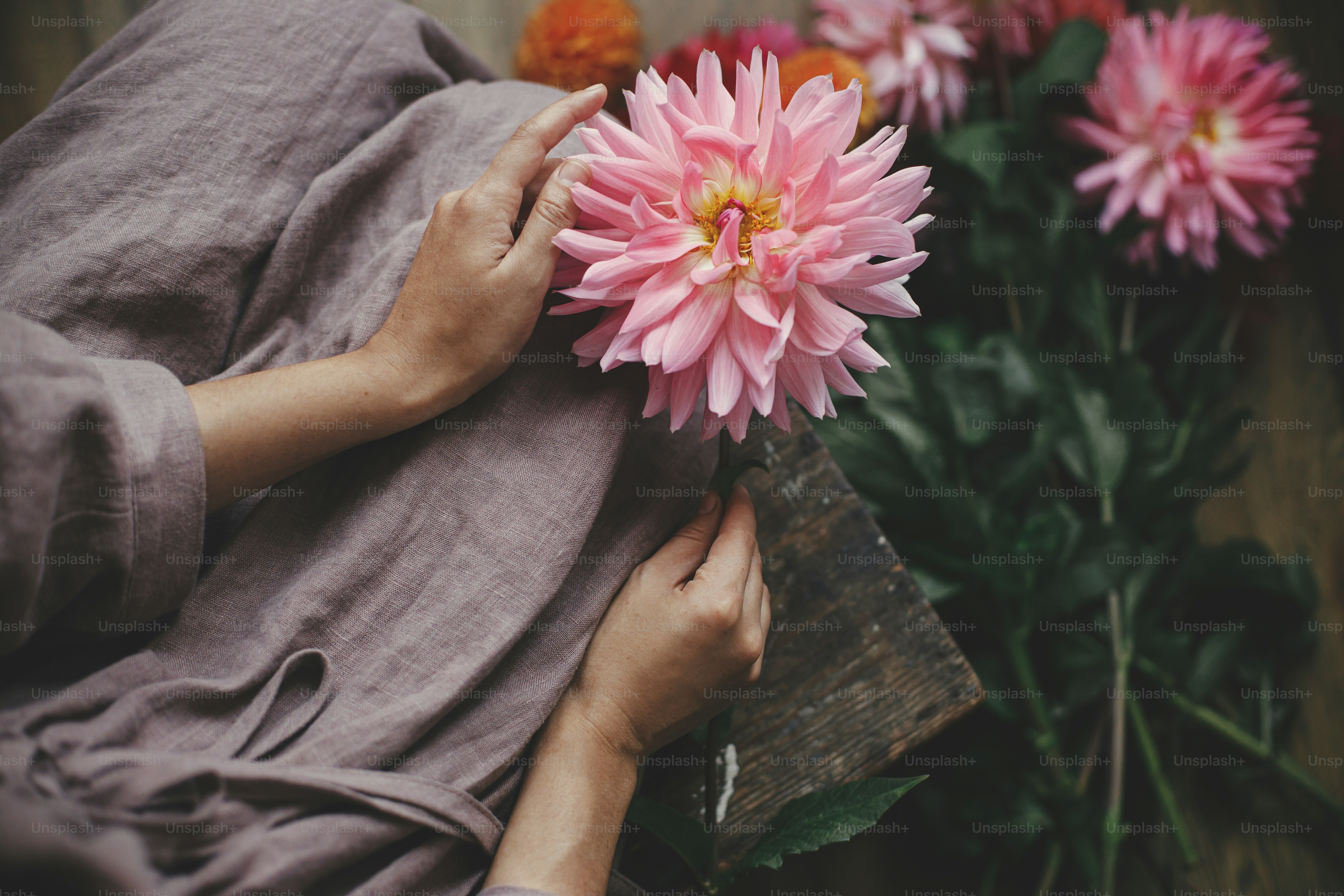 Woman in linen dress sitting on wooden rustic bench and holding pink dahlia flower, view above. Rural slow life aesthetic. Autumn season in countryside. Florist arranging autumn flowers bouquet