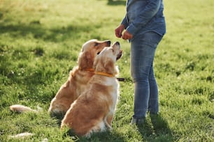 Woman have a walk with two Golden Retriever dogs in the park.