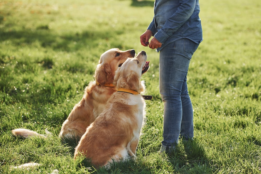 Mujer da un paseo con dos perros Golden Retriever en el parque.