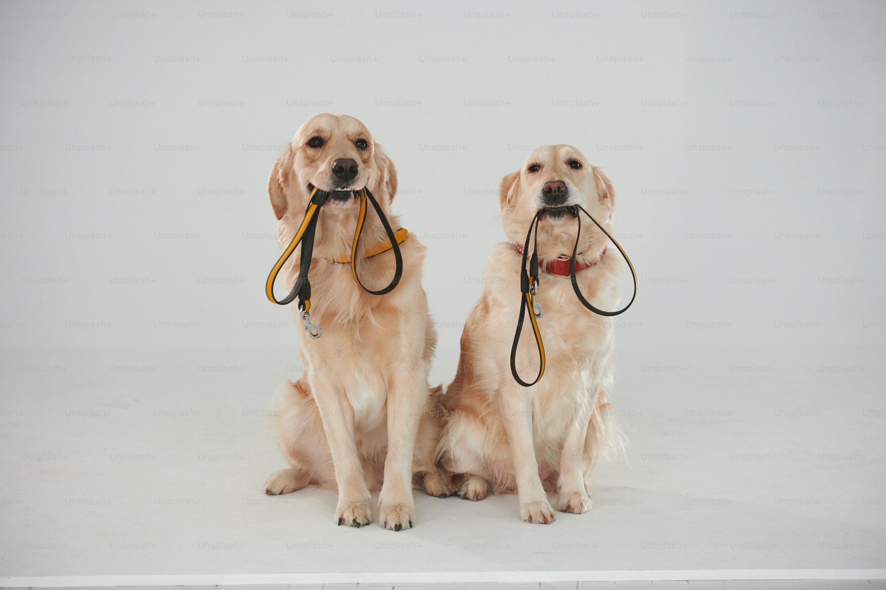 Learning about Golden Retrievers: Intelligence and Behavior