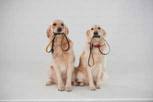 Sostiene la correa en la boca. Dos Golden retrievers juntos en el estudio sobre fondo blanco.