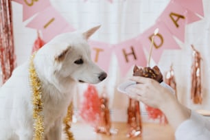 Cute happy dog looking at birthday cupcake with candle on background of pink garland and decorations. Dog birthday party. Adorable white swiss shepherd dog in festive room. Celebrating pet birthday