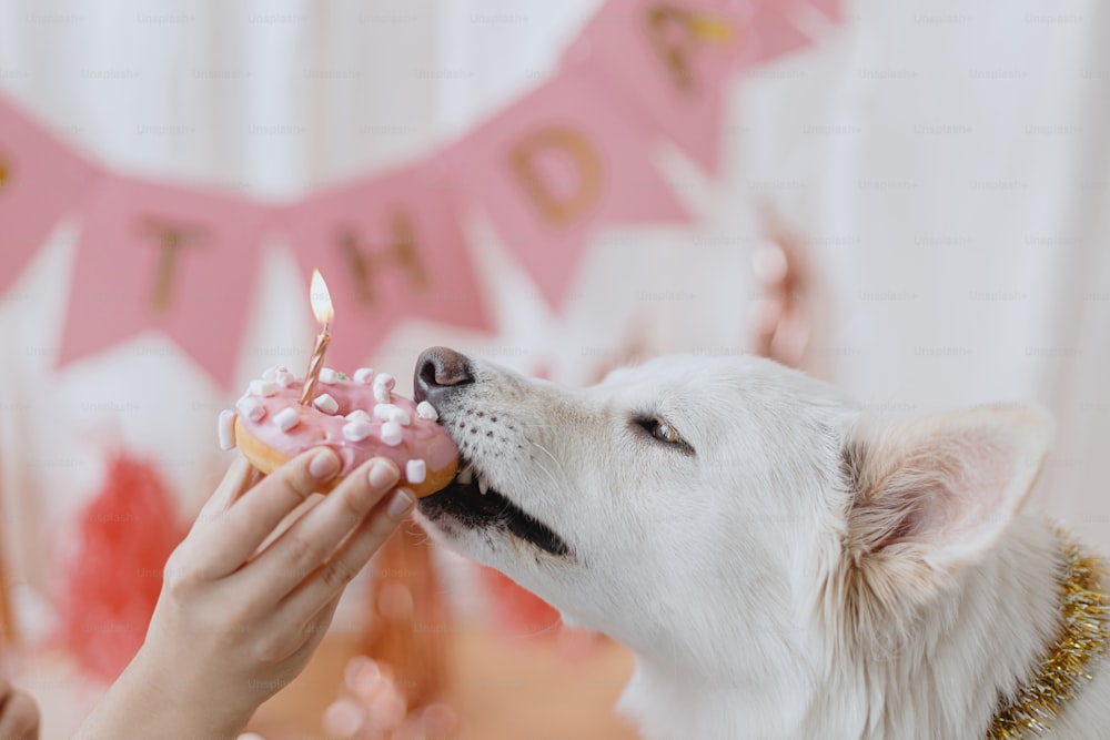 Cute dog biting birthday donut with candle on background of pink garland and decorations. Celebrating adorable white swiss shepherd dog first birthday. Dog birthday party