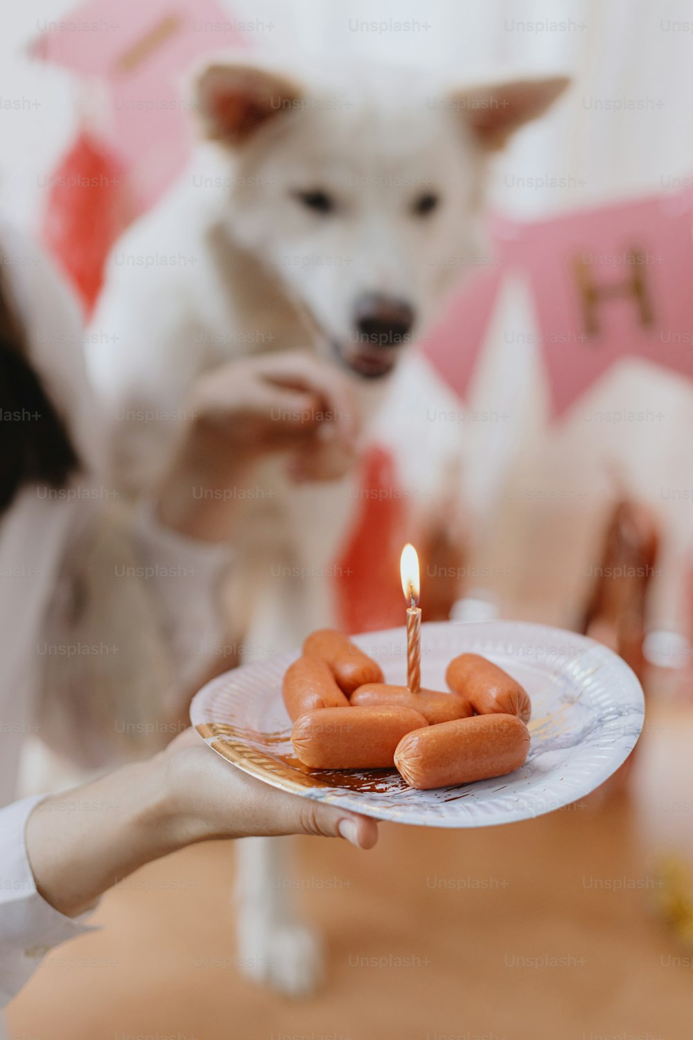 Festa di compleanno per cani. Giovane donna felice e cane affamato che celebrano il compleanno con torta di salsiccia e candela su sfondo di ghirlanda rosa. Adorabile cane da pastore svizzero bianco primo compleanno