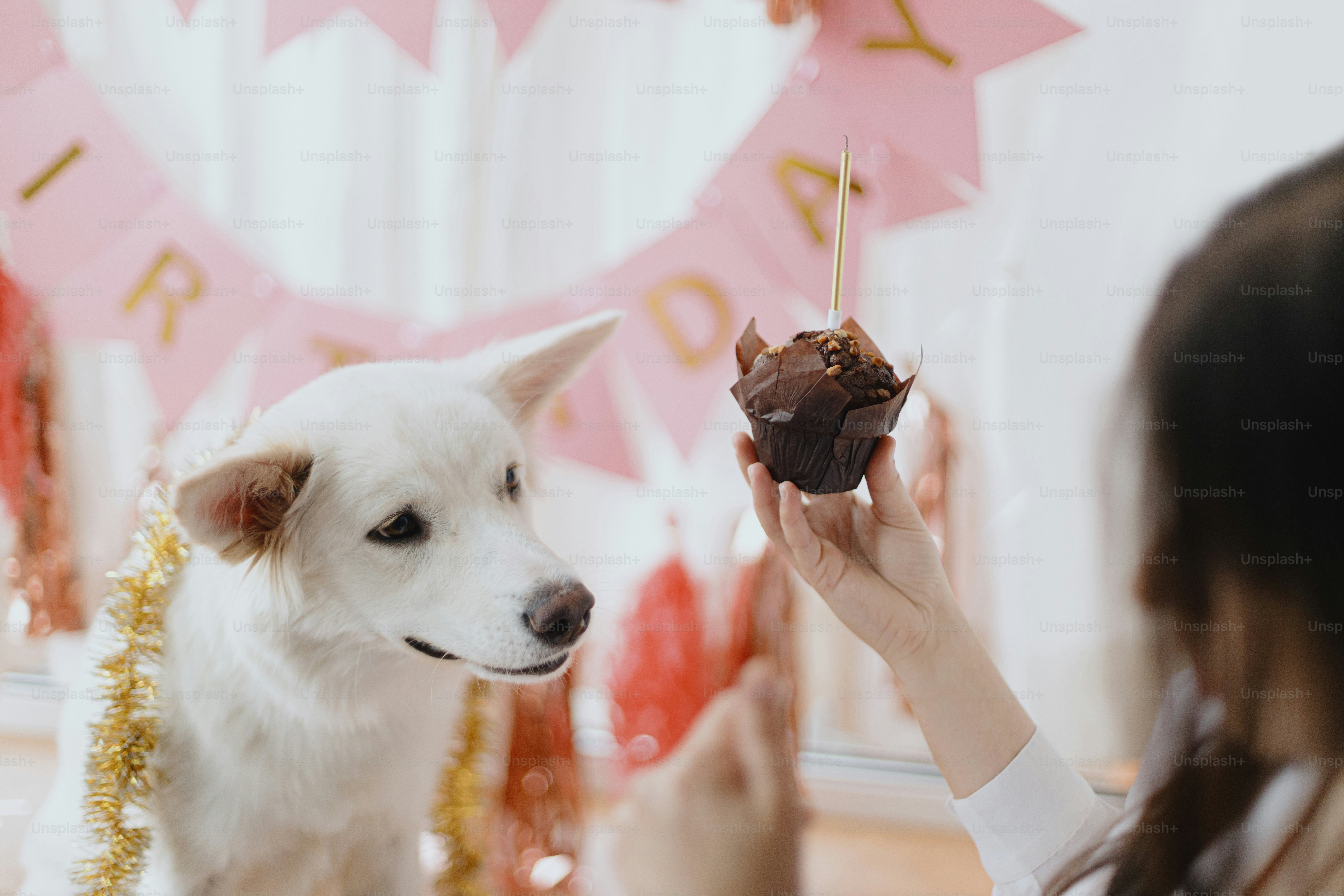 Cute happy dog looking at birthday cupcake with candle on background of pink garland and decorations. Dog birthday party. Adorable white swiss shepherd dog in festive room. Celebrating pet birthday