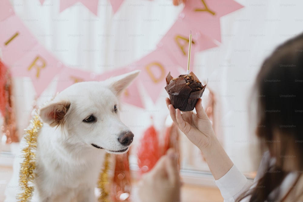 분홍색 화환과 장식의 배경에 촛불이 있는 생일 컵케이크를 보고 있는 귀여운 행복한 개. 개 생일 파티. 축제 방에 있는 사랑스러운 흰색 스위스 양치기 개. 애완 동물 생일 축하