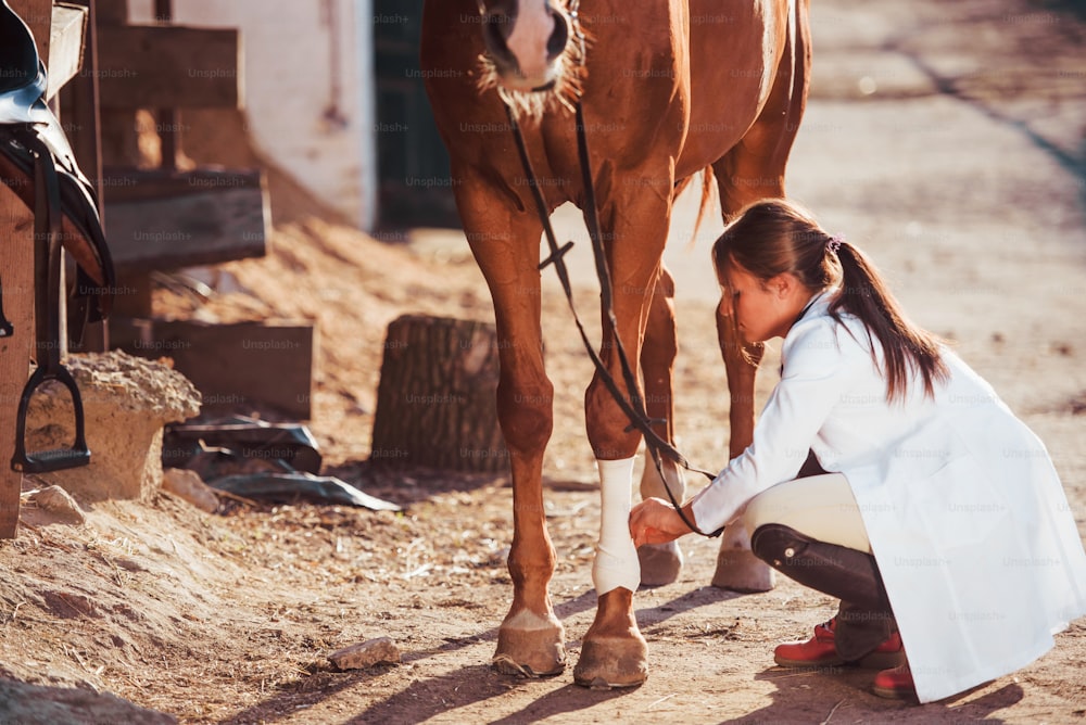 Usare la benda per guarire la gamba. Veterinario femmina che esamina il cavallo all'aperto presso la fattoria durante il giorno.