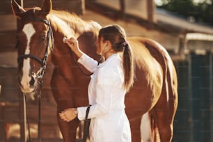 聴診器を使用する。昼間、牧場の屋外で馬を診察する女性獣医。