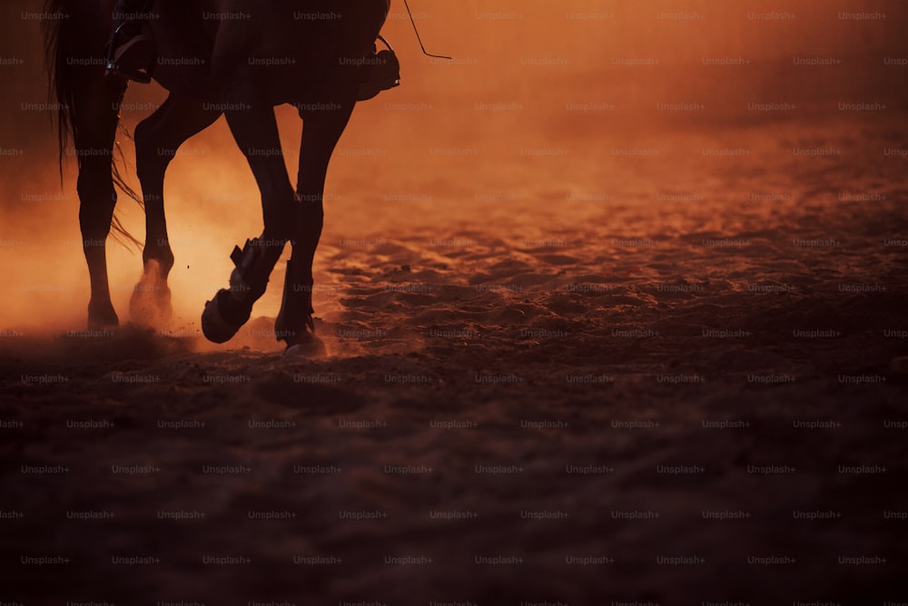 Majestic image of horse silhouette with rider on sunset background.