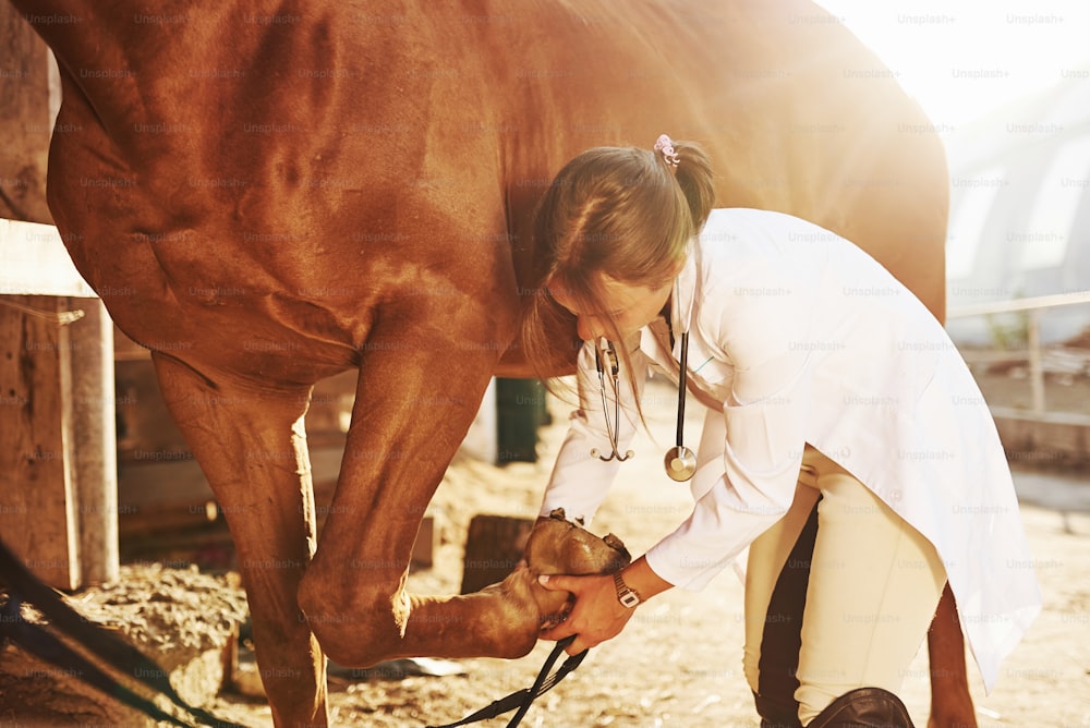 包帯を使って足を治します。昼間、牧場の屋外で馬を診察する女性獣医。