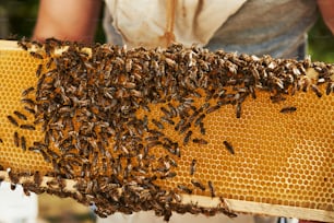 Iluminación natural. Vista detallada del panal lleno de abejas. Concepción de la apicultura.