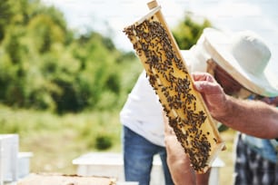 L'apicoltore lavora con un favo pieno di api all'aperto in una giornata di sole.