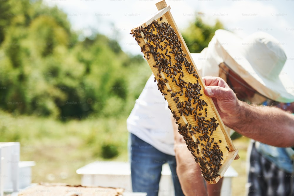 Beekeeper works with honeycomb full of bees outdoors at sunny day.
