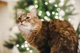 크리스마스 트리 조명의 배경에 있는 사랑스러운 고양이 초상화. 축제 장식 스칸디나비아 방에서 호기심 많은 표정을 가진 귀여운 메인 쿤. 애완 동물 및 겨울 휴가. 마법의 대기 시간