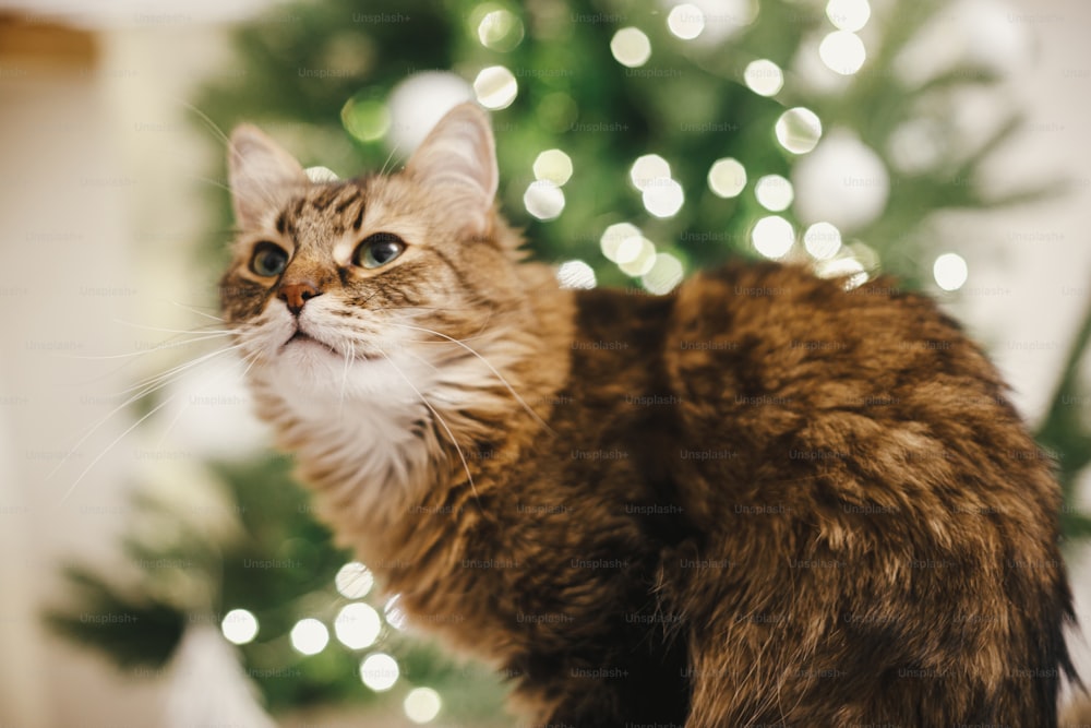 Adorable cat portrait on background of christmas tree lights. Cute maine coon with curious look in festive decorated scandinavian room. Pet and winter holidays. Magic atmospheric time