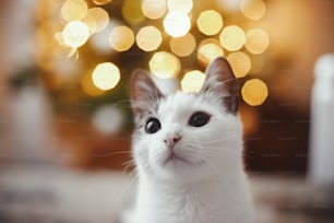 Adorable cat portrait on background of christmas tree lights golden bokeh. Cute kitten in modern festive evening room. Space for text. Merry christmas! Pet and winter holidays. Animal calendar