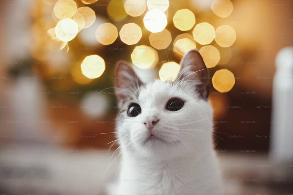 Adorable retrato de gato en fondo de luces de árbol de navidad bokeh dorado. Gatito lindo en la sala de noche festiva moderna. Espacio para el texto. ¡Feliz Navidad! Mascotas y vacaciones de invierno. Calendario animal