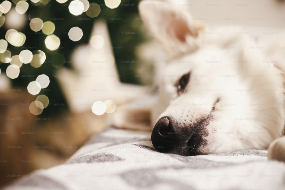 Entzückender weißer Hund, der auf einem gemütlichen Bett auf dem Hintergrund von Weihnachtsbaumlichtern liegt, Nasennahaufnahme. Gemütliche stimmungsvolle Winterzeit. Süßer Schweizer Schäferhund, der im modernen Festraum schläft. Platz für Text