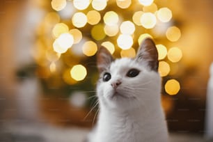 크리스마스 트리 조명 황금 보케의 배경에 있는 사랑스러운 고양이 초상화. 현대 축제 저녁 방에 귀여운 새끼 고양이입니다. 텍스트를 위한 공간입니다. 즐거운 성탄절! 애완 동물 및 겨울 휴가. 동물 달력