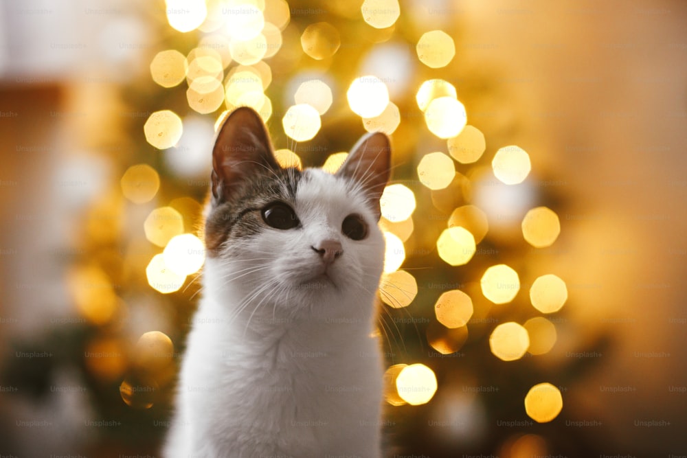 Adorabile ritratto di gatto sullo sfondo dell'albero di natale illumina il bokeh dorato. Magico periodo invernale. Gattino carino nella moderna stanza della sera festiva. Spazio per il testo. Buon Natale! Animali domestici e vacanze invernali