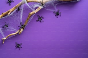 Escena de Halloween con arañas decorativas con telaraña, rama de madera sobre fondo morado. Plano, vista superior, cenital.