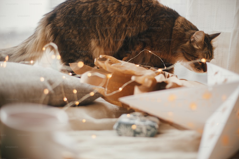 Cute tabby cat relaxing on background of christmas stars, lights, pine trees, candle and pillows on bed in scandinavian room. Cozy home. Atmospheric moment. Hygge winter holidays. Pet and holiday
