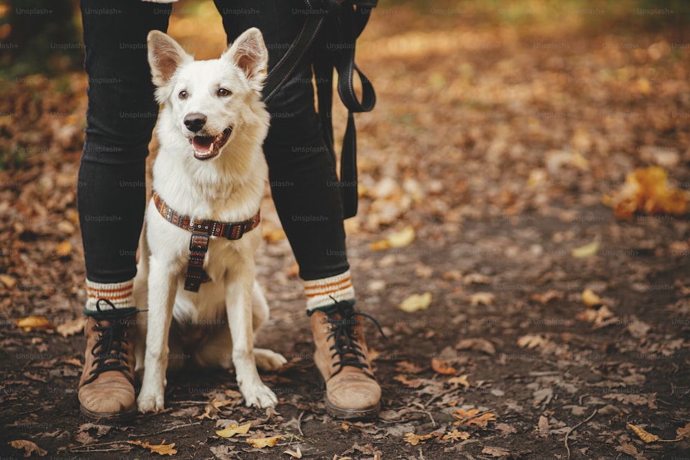 Süßer Hund, der an den Beinen des Besitzers im Herbstwald sitzt. Reisen mit Haustier, treuer Begleiter. Entzückender weißer Schweizer Schäferhund, der mit einer jungen Frau im Herbstwald wandert. Reisen und Fernweh