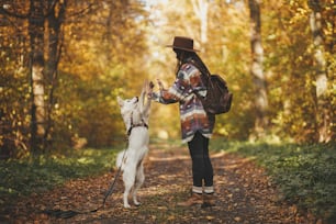 Stylish woman in hat with backpack training cute dog in sunny autumn woods. Teamwork. Young female hipster giving five to swiss shepherd white dog. Travel and hiking with pet.