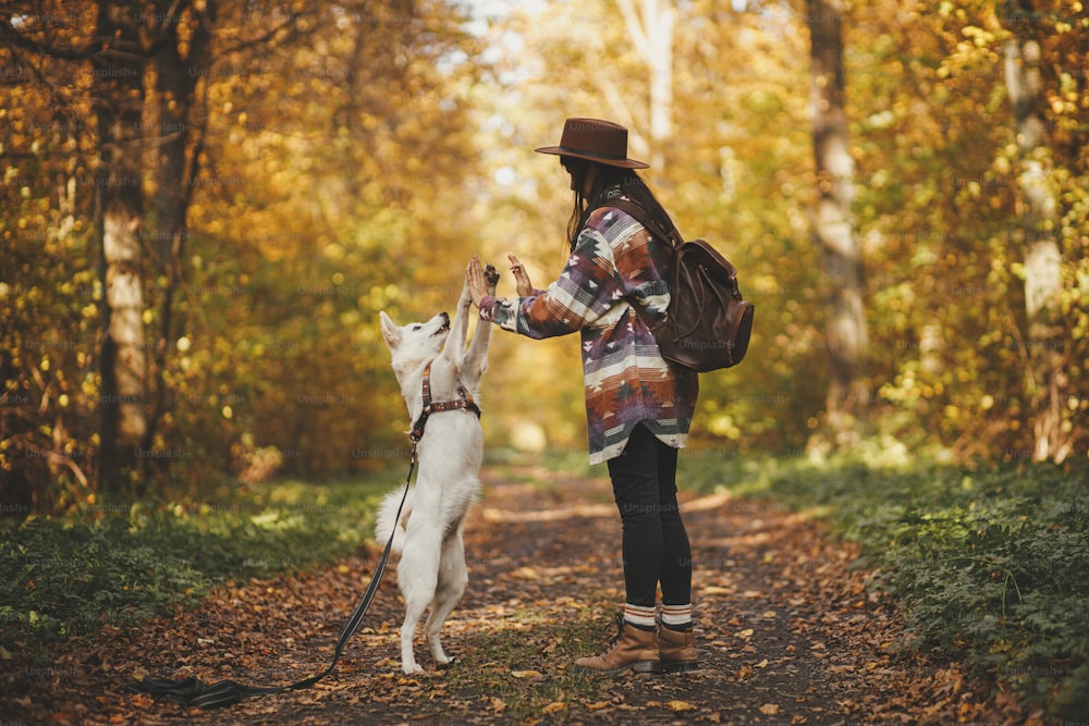 Stylish woman in hat with backpack training cute dog in sunny autumn woods. Teamwork. Young female hipster giving five to swiss shepherd white dog. Travel and hiking with pet.