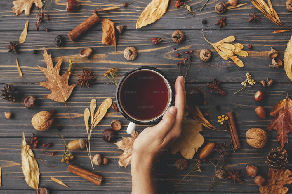 Gemütliche Herbsttage. Hand hält warme Tasse Tee auf dem Hintergrund von Herbstblättern, Beeren, Nüssen, Anis, Eicheln, Tannenzapfen auf rustikalem dunklem Holz. Frohes Thanksgiving. Herbstflache Lage