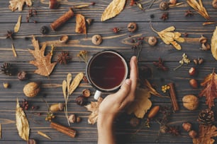 Cozy autumn days. Hand holding warm cup of tea on background of autumn leaves, berries, nuts, anise, acorns, pine cones on rustic dark wood. Happy Thanksgiving. Autumn flat lay