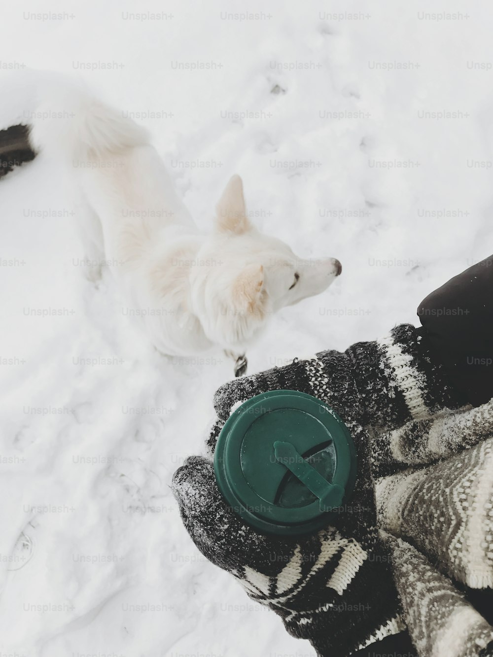 Hands in cozy gloves holding reusable cup of tea on background of cute white dog on snow in winter.  Plastic free cup with drink. Traveling with pet. Sustainable. Wanderlust. Top view
