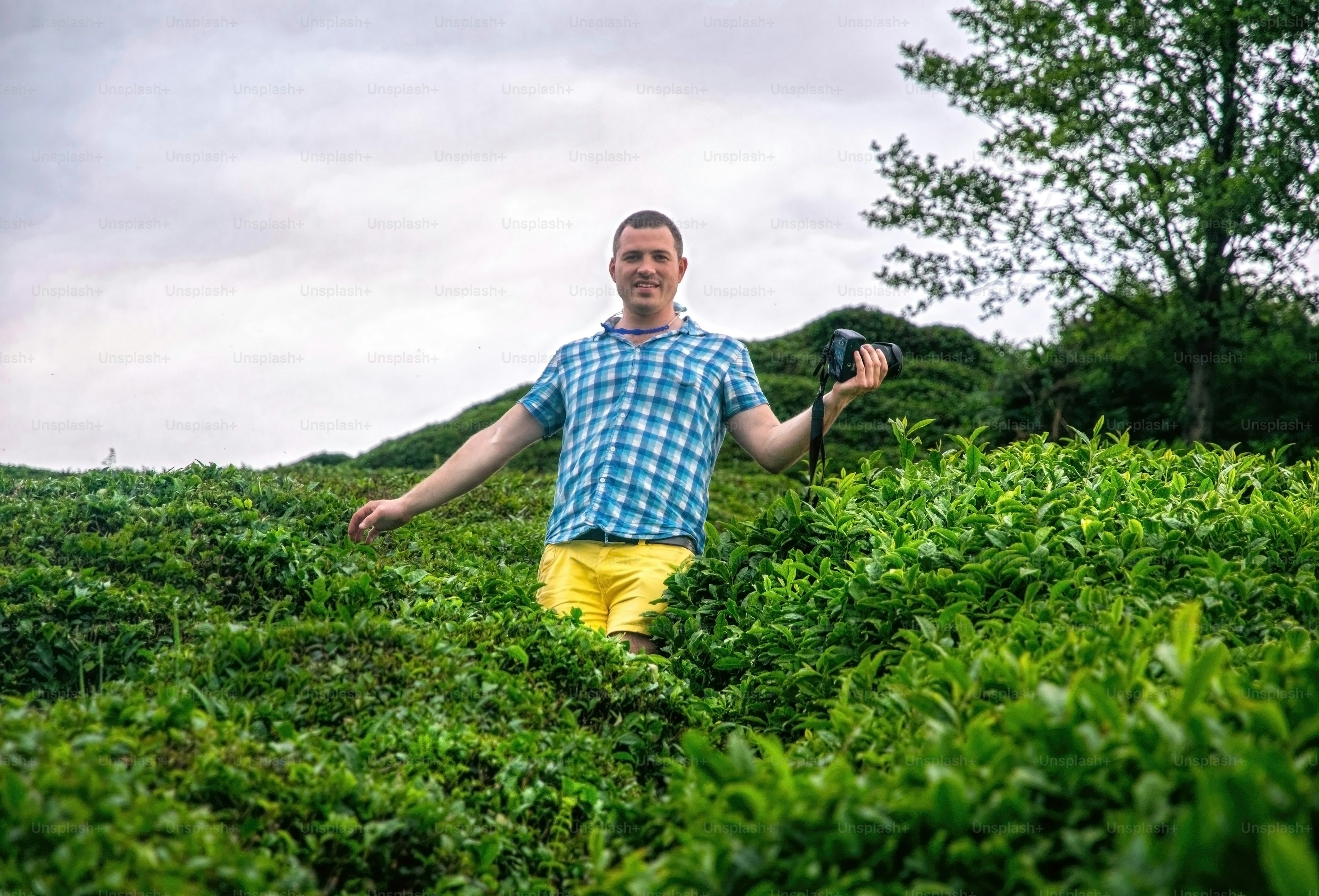 arunachal pradesh tea estate