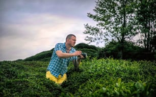 junger Mann fotografiert frische Grünteebüsche in Rize, Türkei. Ein informatives Sommerabenteuer und eine Reise durch den Nahen Osten. Reisefotografie als Hobby und Lebensgefühl