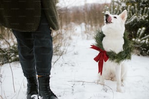 Perro lindo en corona de navidad y dueño en parque de invierno nevado. Adorable perro pastor suizo blanco en corona de navidad con lazo rojo sentado en elegantes piernas de mujer. Vacaciones de invierno en el campo. Vista recortada