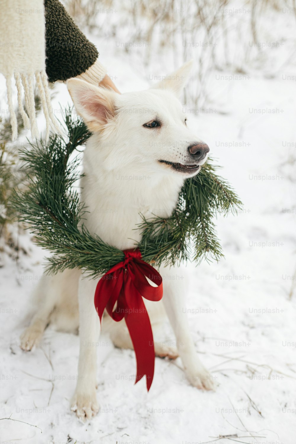 Cute dog in christmas wreath and owner in snowy winter park. Adorable white Swiss Shepherd dog in xmas wreath with pine branches and red bow. Winter holidays in countryside. Merry Christmas!