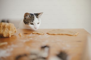 モダンな部屋の木製のテーブルでジンジャーブレッドクッキー生地を見ている愛らしい子猫。かわいい好奇心旺盛な猫がクリスマスクッキーを作るのを手伝ってくれます。本物の面白い瞬間。ペットとホリデーの準備
