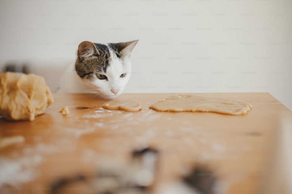 Adorable kitten looking at gingerbread cookies dough on wooden table in modern room. Cute curious cat helps making christmas cookies. Authentic funny moment. Pet and Holiday preparation