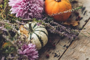 Happy Thanksgiving. Stylish pumpkins, autumn leaves, purple dahlias flowers, heather on rustic old wooden background. Fall harvest rural composition, space for text. Hello autumn. Halloween