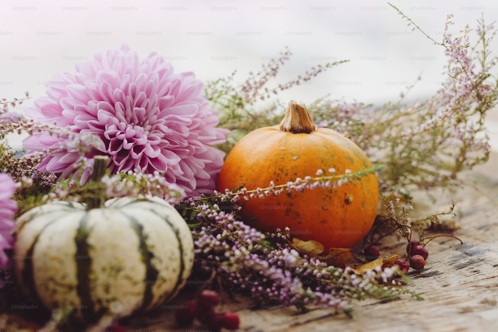 Happy Thanksgiving. Stylish pumpkins, purple dahlias flowers, autumn heather on rustic old wooden background in light. Fall harvest rural composition space for text. Hello autumn