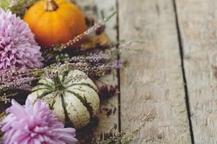 Happy Thanksgiving. Stylish pumpkins, autumn leaves, purple dahlias flowers, heather on rustic old wooden background. Fall harvest rural composition, space for text. Hello autumn. Halloween